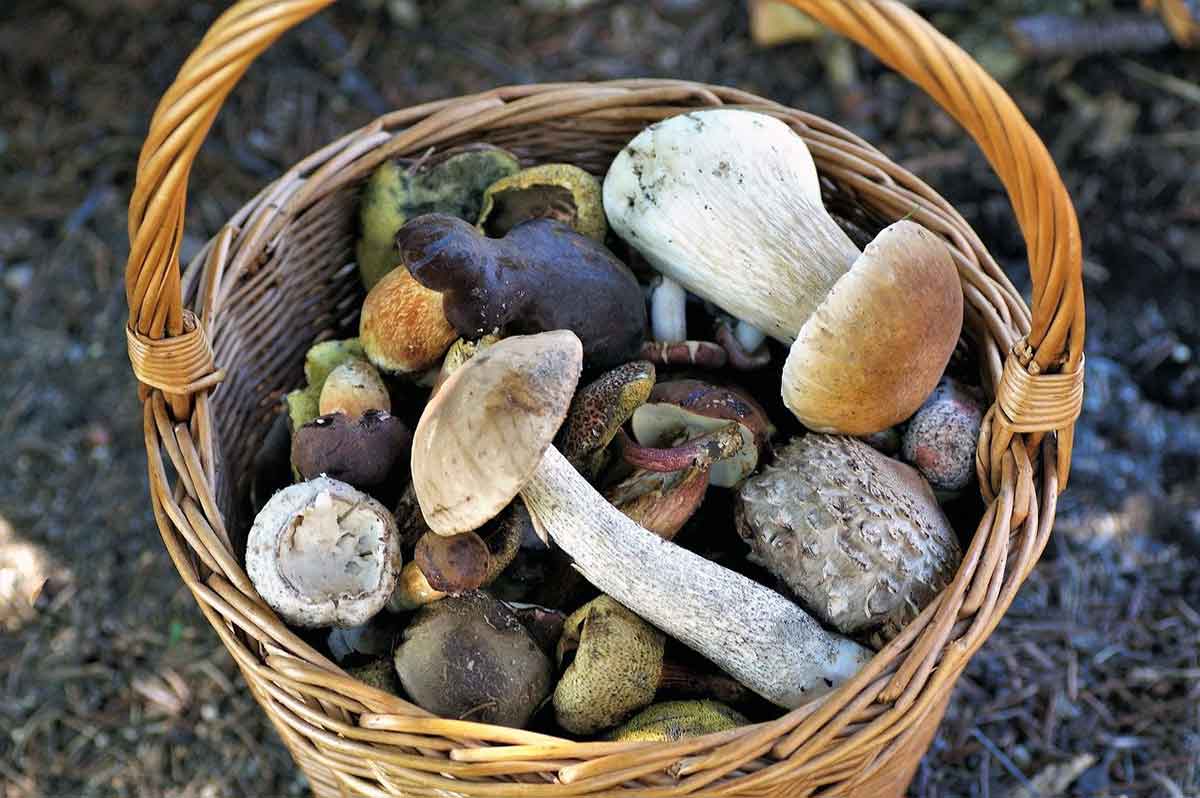 Quelle lune est favorable à la pousse des champignons? Objectif
