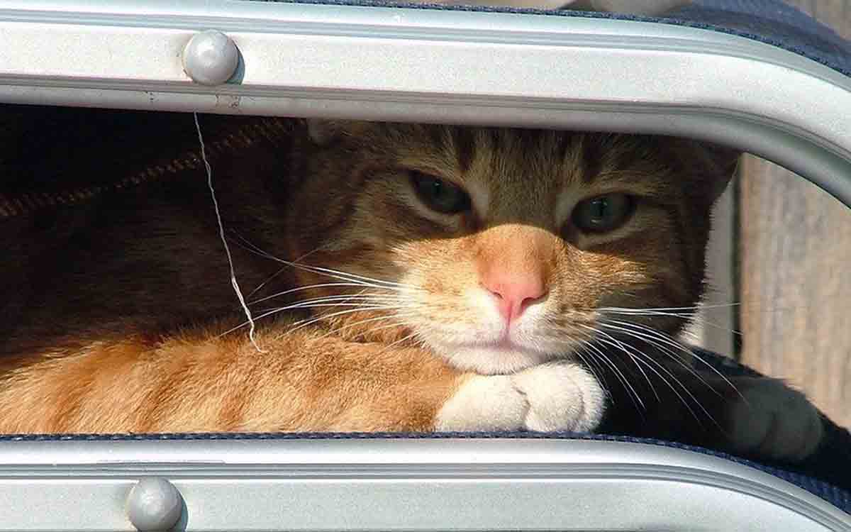 Introducir 121+ imagen emmener son chat dans une autre maison fr.thptnganamst.edu.vn